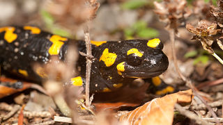 Lička jesen u znaku gljiva, Foto: Leo Banić