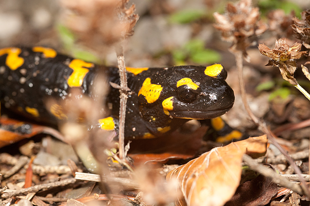 Lička jesen u znaku gljiva, Foto: Leo Banić