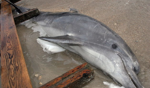 Zadar, 090110.
Na obali kluba Mediterraneo u subotu je pronadjeno tijelo mrtvog dupina, dugog 3 metra i teskog oko 250 kilograma. Prema izvjescu iz policije na tijelu dupina nisu pronadjeni nikakvi tragovi nasilja, pa su o svemu obavijestene nadlezne insp