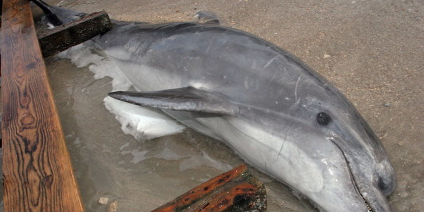 Zadar, 090110.
Na obali kluba Mediterraneo u subotu je pronadjeno tijelo mrtvog dupina, dugog 3 metra i teskog oko 250 kilograma. Prema izvjescu iz policije na tijelu dupina nisu pronadjeni nikakvi tragovi nasilja, pa su o svemu obavijestene nadlezne insp Zadar, 090110.
Na obali kluba Mediterraneo u subotu je pronadjeno tijelo mrtvog dupina, dugog 3 metra i teskog oko 250 kilograma. Prema izvjescu iz policije na tijelu dupina nisu pronadjeni nikakvi tragovi nasilja, pa su o svemu obavijestene nadlezne insp