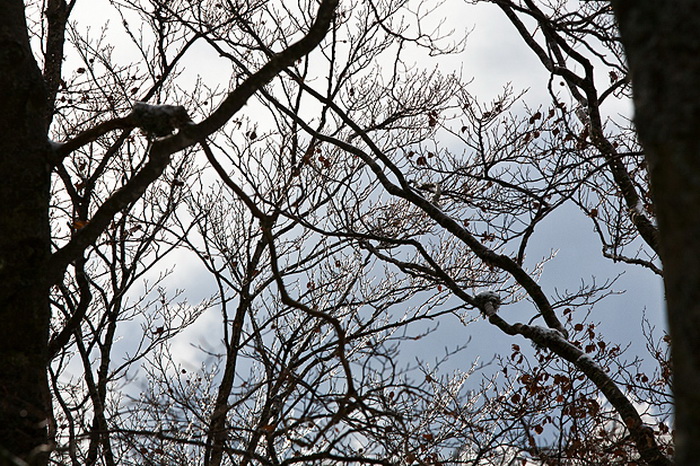 Đir do vrha Zečjak na sjevernom Velebitu, Foto: Leo Banić