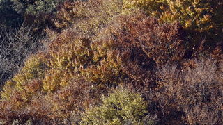 Varazdin, 301010.
Na podrucju brdovitog dijela opcine Vinice, koja je udaljena petnaest-ak kilometara od Varazdina ovih dana se moze vidjeti predivan spektar boja koje su nam dostupne samo nekoliko dana u godini.
Naime, pocetak opadanja lisca s drveca i p Varazdin, 301010.
Na podrucju brdovitog dijela opcine Vinice, koja je udaljena petnaest-ak kilometara od Varazdina ovih dana se moze vidjeti predivan spektar boja koje su nam dostupne samo nekoliko dana u godini.
Naime, pocetak opadanja lisca s drveca i p