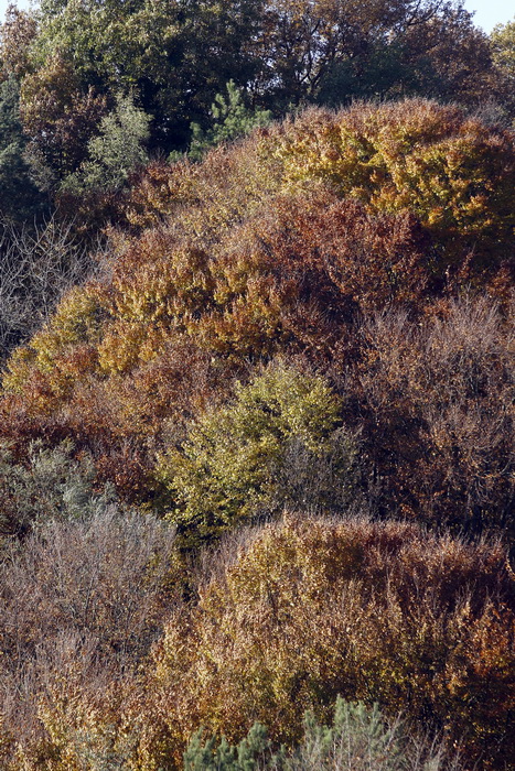 Varazdin, 301010.
Na podrucju brdovitog dijela opcine Vinice, koja je udaljena petnaest-ak kilometara od Varazdina ovih dana se moze vidjeti predivan spektar boja koje su nam dostupne samo nekoliko dana u godini.
Naime, pocetak opadanja lisca s drveca i p Varazdin, 301010.
Na podrucju brdovitog dijela opcine Vinice, koja je udaljena petnaest-ak kilometara od Varazdina ovih dana se moze vidjeti predivan spektar boja koje su nam dostupne samo nekoliko dana u godini.
Naime, pocetak opadanja lisca s drveca i p