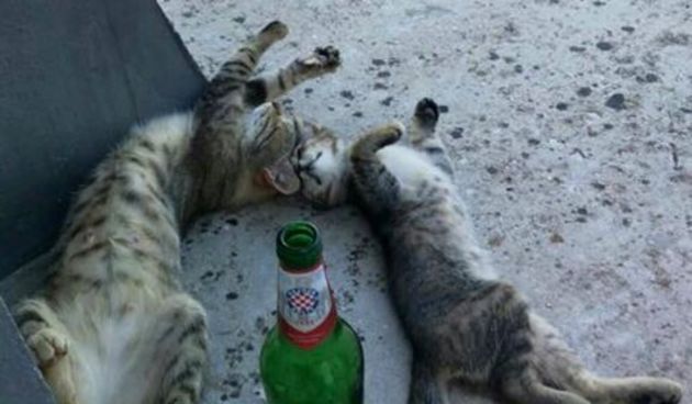 Mačke i pivo: Kad si žedan, nisi svoj