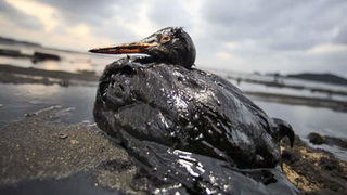 Image 1196791 (auto) Image 1196791 (auto)