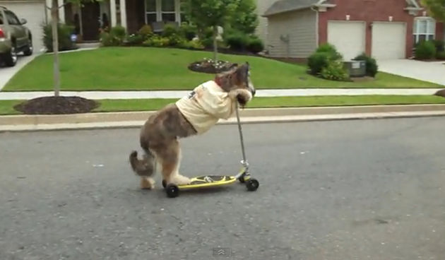 Pas koji obožava voziti romobil