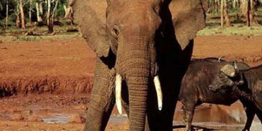 Indijski slon (Foto: studiofaca.com) Indijski slon (Foto: studiofaca.com)