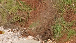 Sredozemna medvjedica na pulskoj plaži, Foto: Duško Marušić/PIXSELL Sredozemna medvjedica na pulskoj plaži, Foto: Duško Marušić/PIXSELL