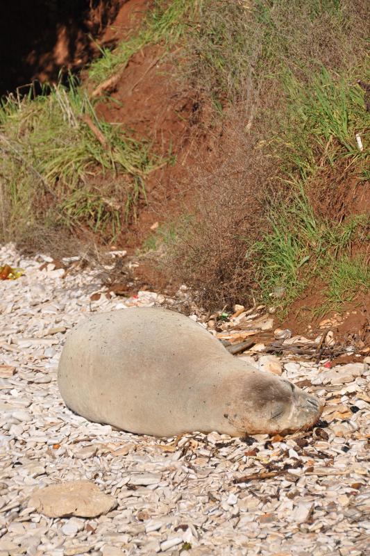 Sredozemna medvjedica na pulskoj plaži, Foto: Duško Marušić/PIXSELL Sredozemna medvjedica na pulskoj plaži, Foto: Duško Marušić/PIXSELL