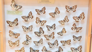 11. Noć muzeja u Zadru, foto-Iva Perinčić 11. Noć muzeja u Zadru, foto-Iva Perinčić