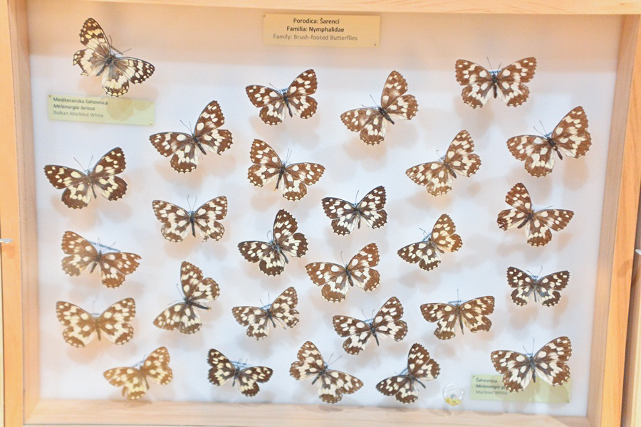 11. Noć muzeja u Zadru, foto-Iva Perinčić 11. Noć muzeja u Zadru, foto-Iva Perinčić