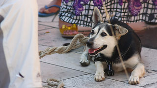 Performance Enia Meštrovića (foto:Saša Čuka)
