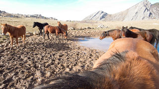 Divlji konji, foto: Leo Banić