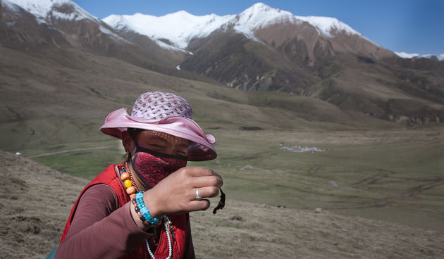 Catapillar Fungus Hunters near Amye Machen