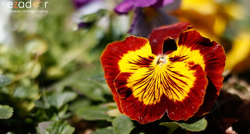 Đir po gradu, ponedjeljak 15. ožujka 2021. Đir po gradu, ponedjeljak 15. ožujka 2021.