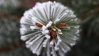 Zbog jutarnjih temperatura u minusu raslinje na kontinentu je prekriveno injem