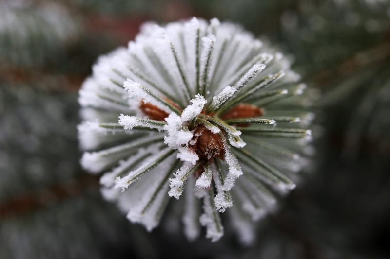 Zbog jutarnjih temperatura u minusu raslinje na kontinentu je prekriveno injem