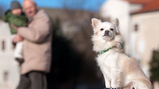 Zadar, 201211
Chihuahua Tito, vlasnice Elle Dusevic, gradom se seta u All Star tenisicama i trenerci.
Foto: Luka Gerlanc / CROPIX Zadar, 201211
Chihuahua Tito, vlasnice Elle Dusevic, gradom se seta u All Star tenisicama i trenerci.
Foto: Luka Gerlanc / CROPIX