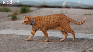 Večernji đir po gradu 3. listopada 2023. Večernji đir po gradu 3. listopada 2023.