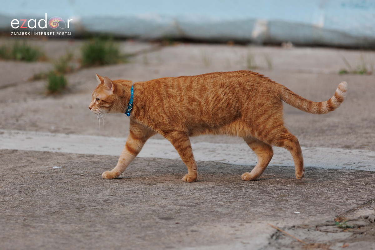 Večernji đir po gradu 3. listopada 2023. Večernji đir po gradu 3. listopada 2023.