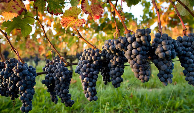 Vinograd, vinova loza, poljoprivreda