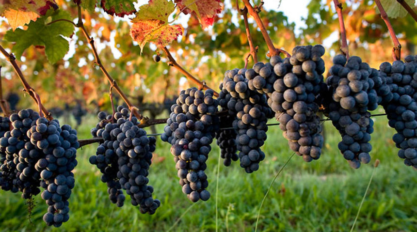 Vinograd, vinova loza, poljoprivreda Vinograd, vinova loza, poljoprivreda