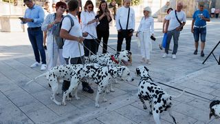 Red Carpet Dalmatian Walk @Trg pet bunara Red Carpet Dalmatian Walk @Trg pet bunara
