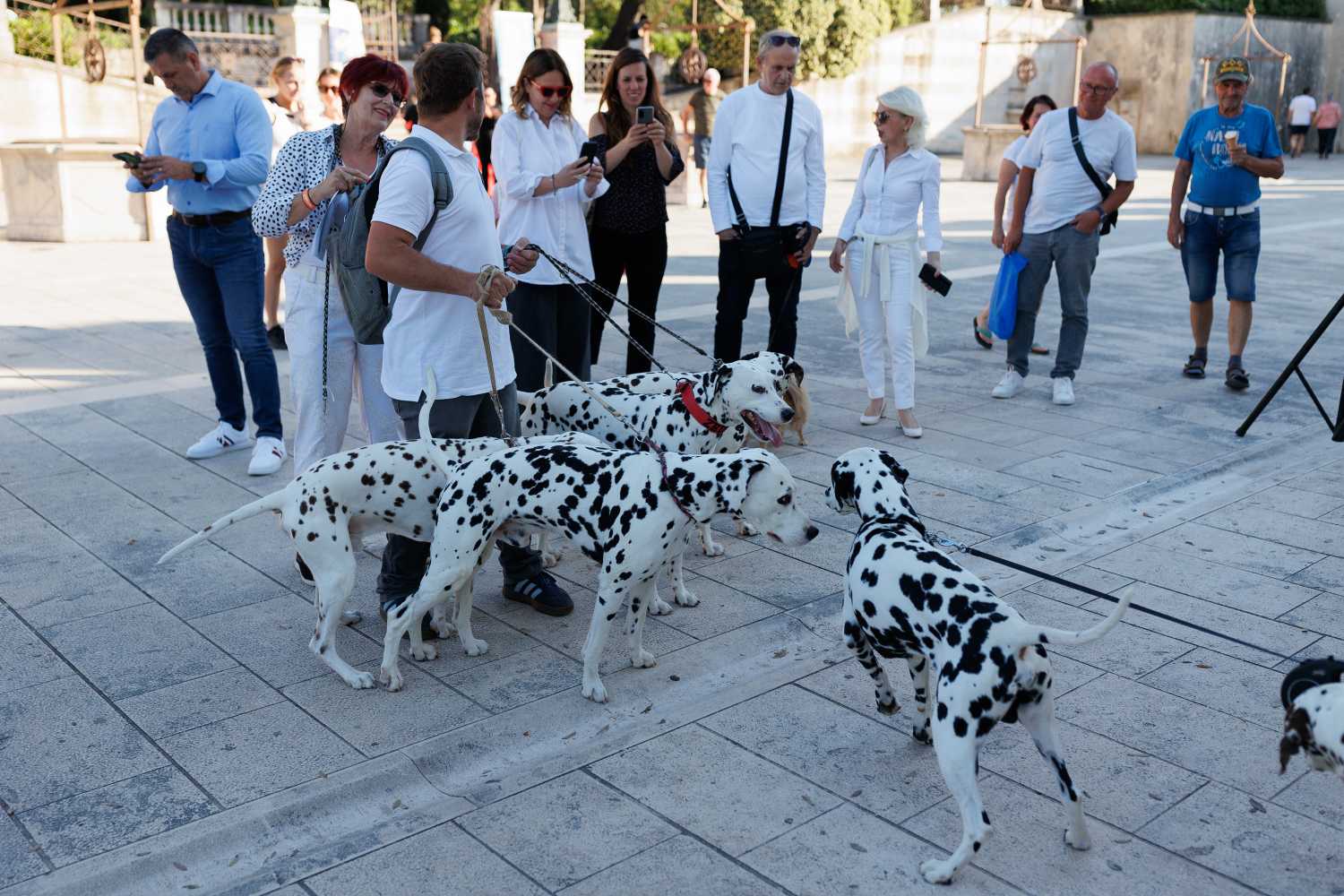 Red Carpet Dalmatian Walk @Trg pet bunara Red Carpet Dalmatian Walk @Trg pet bunara