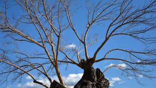 Đir po Skradinu, Foto Kristina Kajic