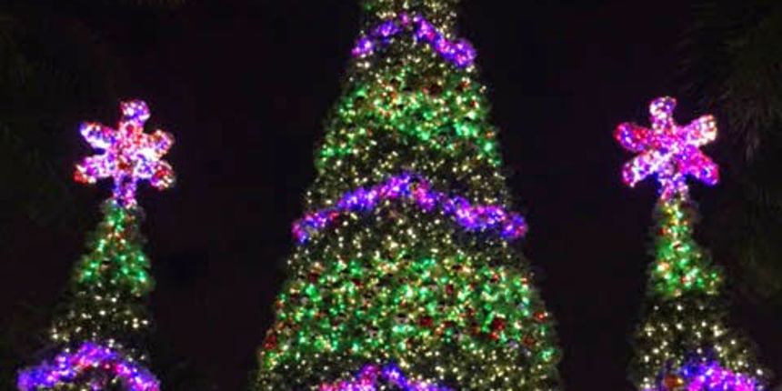 Bozicna jelka Bozicna jelka