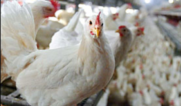 Farma peradi (Foto: Vjesnik)