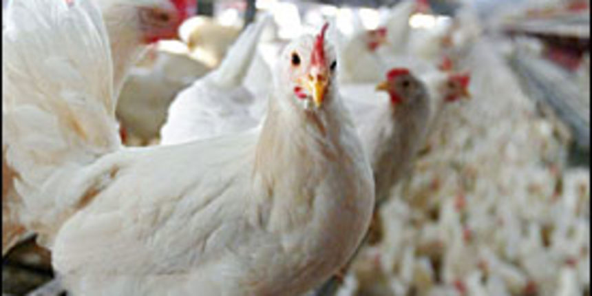 Farma peradi (Foto: Vjesnik) Farma peradi (Foto: Vjesnik)