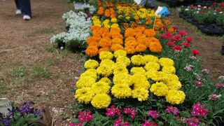 Sv. Filip i Jakov – 10. Dani cvijeća, 24. i 25. travnja 2010. (Foto: Vedran Penga)