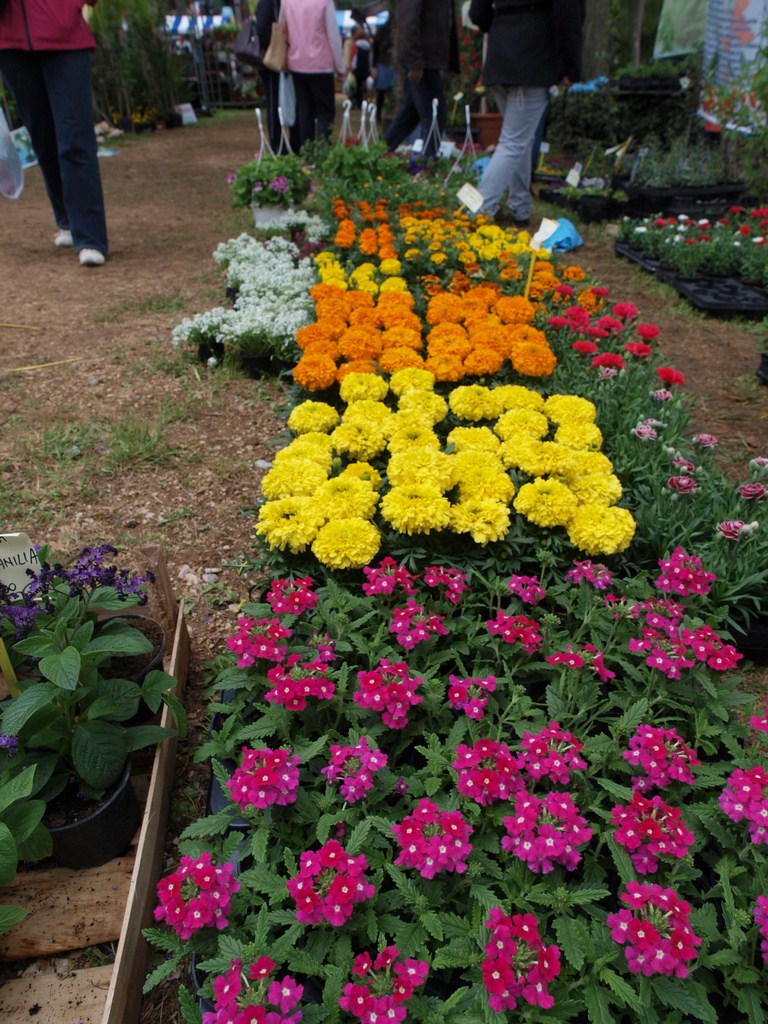 Sv. Filip i Jakov – 10. Dani cvijeća, 24. i 25. travnja 2010. (Foto: Vedran Penga)