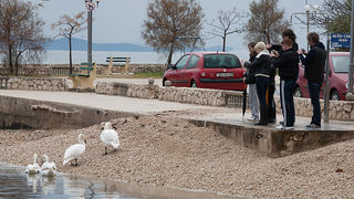 Labudovi u Bibinjama 10. siječnja 2013, Foto: Leo Banić