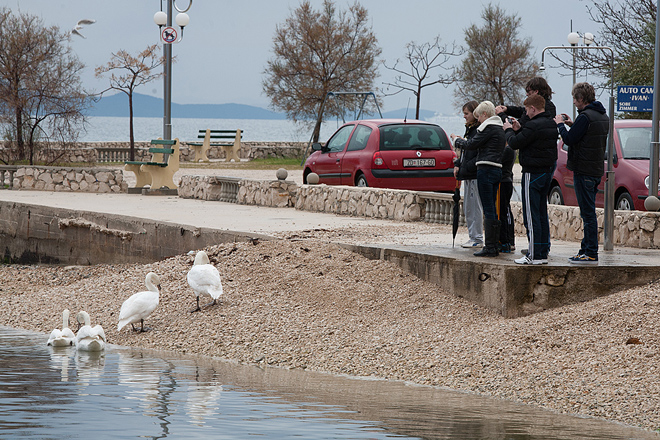 Labudovi u Bibinjama 10. siječnja 2013, Foto: Leo Banić