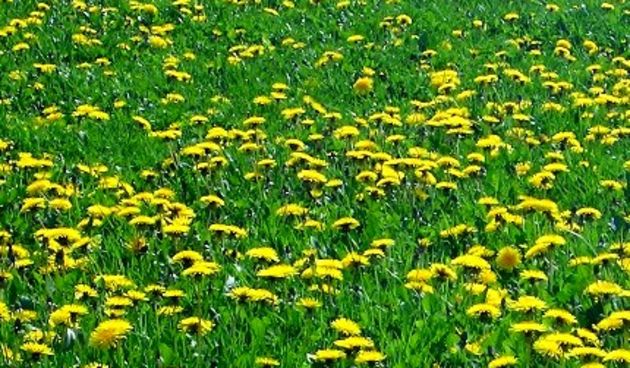 Maslačak, foto: advance.hr