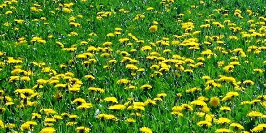 Maslačak, foto: advance.hr Maslačak, foto: advance.hr