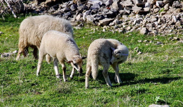Prekrasne proljetne vizure otoka Paga. Foto: Leonard Kvarantan