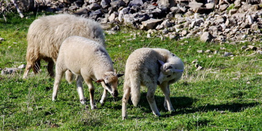 Prekrasne proljetne vizure otoka Paga. Foto: Leonard Kvarantan