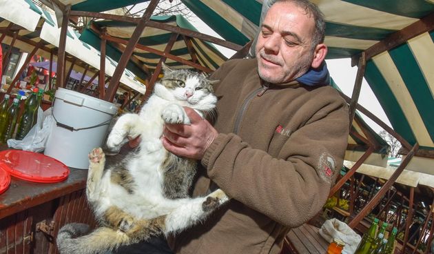 Mačak Glavonja, miljenik zadarske gradske tržnice