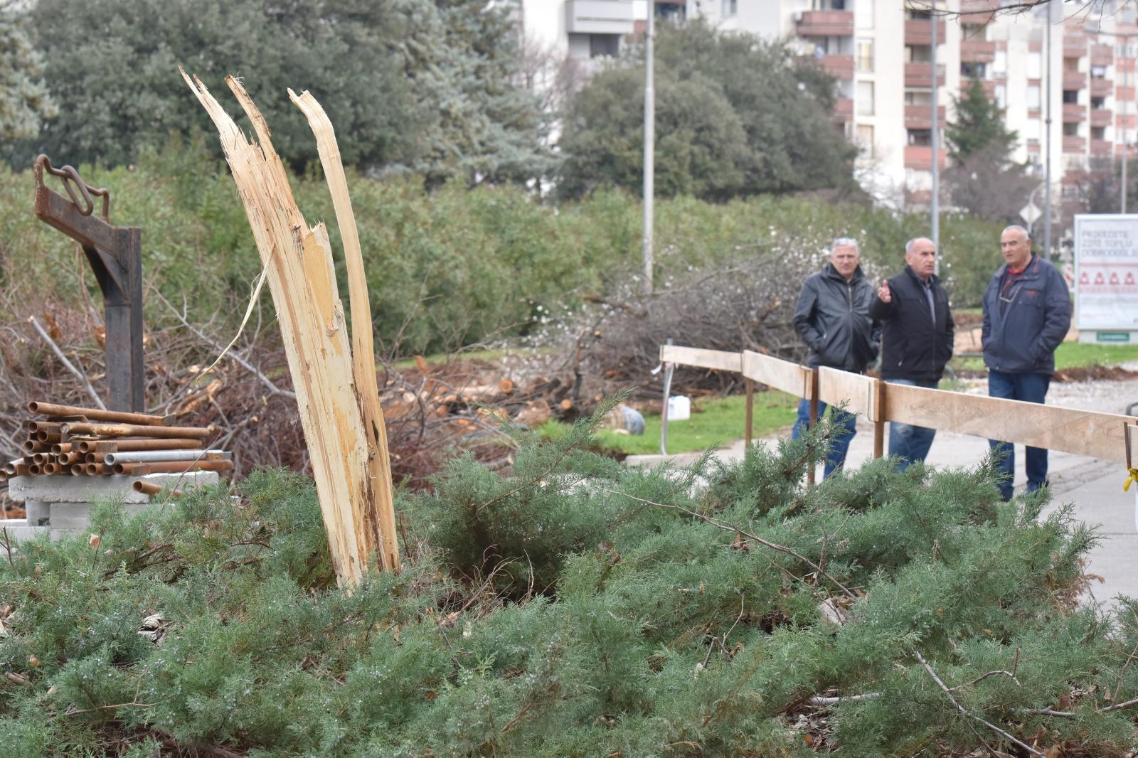 Na Bulevaru posječena stabla lipe stara 40 godina