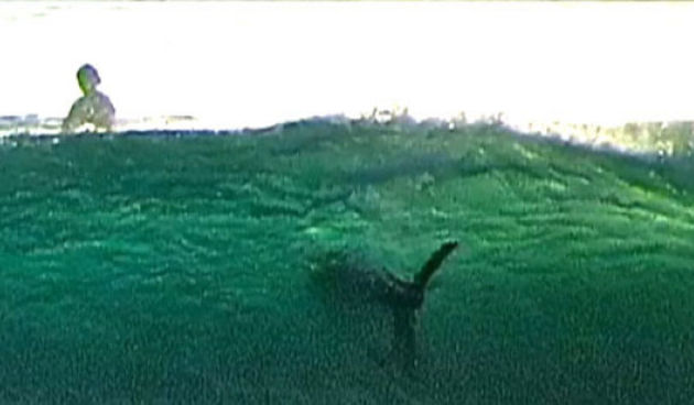 Surfaju svega nekoliko metara od velike bijele psine, foto: dnevnik.hr