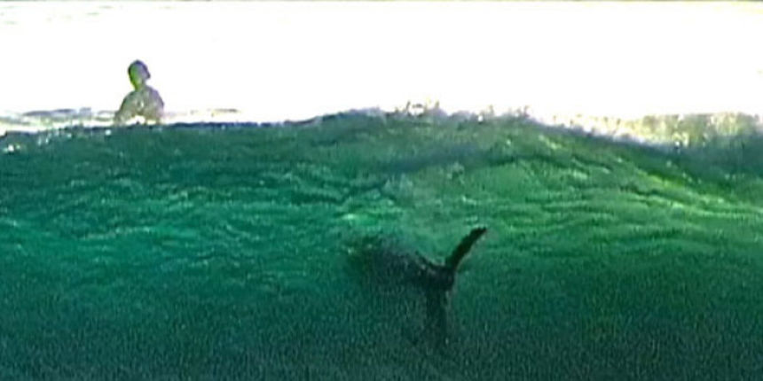 Surfaju svega nekoliko metara od velike bijele psine, foto: dnevnik.hr