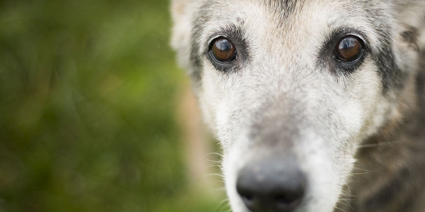 Pas, ljubimac, azil Pas, ljubimac, azil