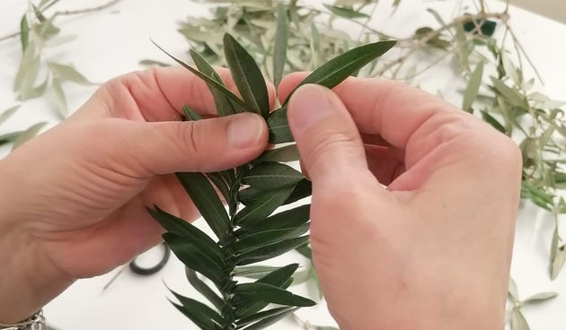 Pletenje maslinovih grančica