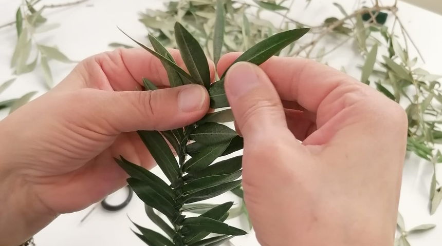 Pletenje maslinovih grančica Pletenje maslinovih grančica