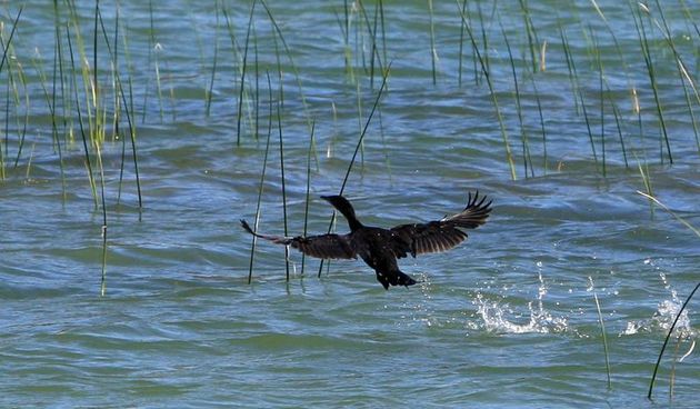 Park prirode Vransko jezero obojale su jesenske boje. Photo: Duško Jaramaz/PIXSELL