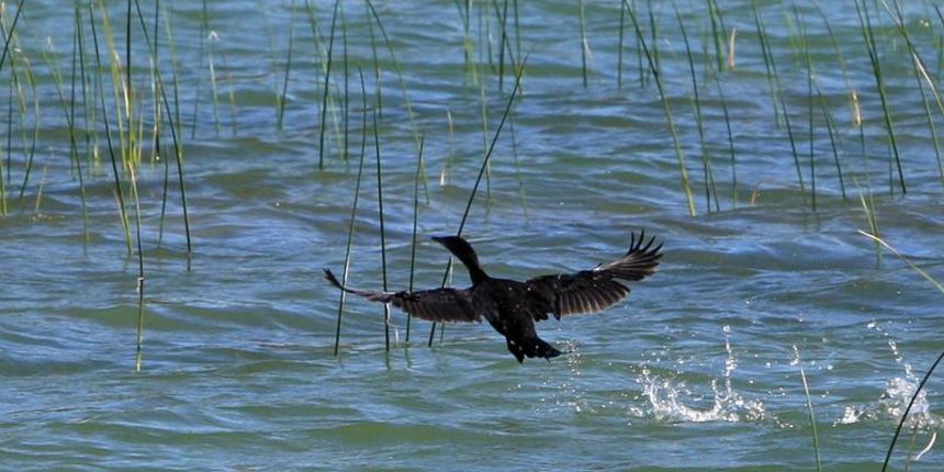 Park prirode Vransko jezero obojale su jesenske boje. Photo: Duško Jaramaz/PIXSELL Park prirode Vransko jezero obojale su jesenske boje. Photo: Duško Jaramaz/PIXSELL