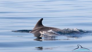 Razigrani dupini na Kornatima i kod Dugog otoka